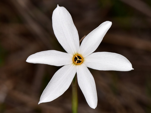 Small Pheasant's Eye