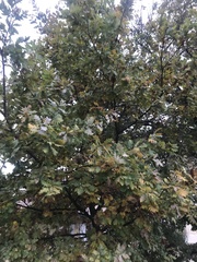 Quercus pubescens pubescens