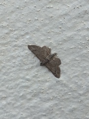 Gymnoscelis rufifasciata