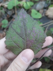 Lamium galeobdolon