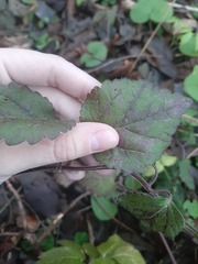 Lamium galeobdolon
