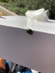 Chrysolina auripennis