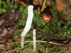 Clavaria acuta