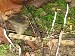 Clavaria acuta