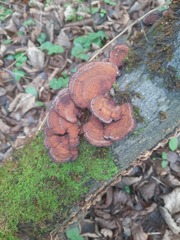 Daedaleopsis tricolor