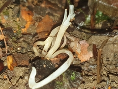 Clavaria acuta