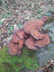 Daedaleopsis tricolor