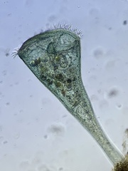 Stentor coeruleus