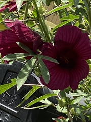 Hibiscus radiatus