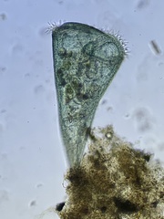 Stentor coeruleus