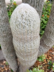 Cephalocereus senilis