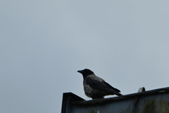 Corvus cornix