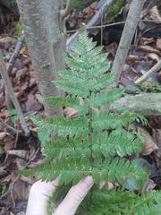 Dryopteris carthusiana