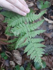 Dryopteris carthusiana