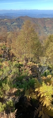 Betula celtiberica