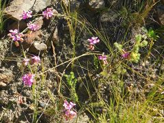 Polygala umbellata