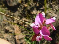Polygala umbellata