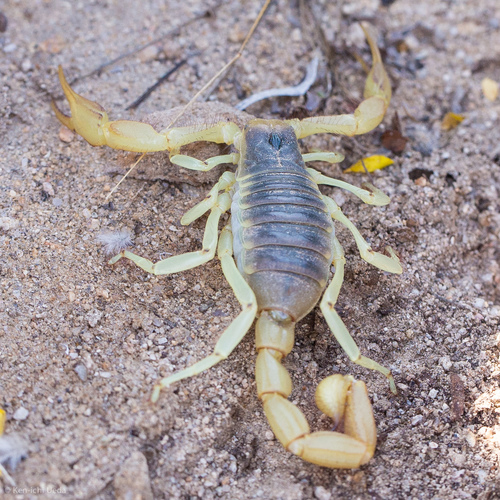 Photo of Desert Hairy Scorpion (Hadrurus arizonensis)