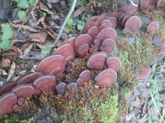 Daedaleopsis tricolor