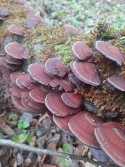 Daedaleopsis tricolor