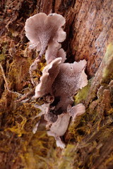 Hydnellum gracilipes