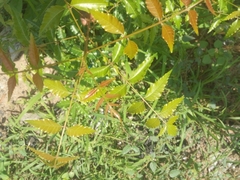 Azadirachta indica image