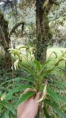 Siphocampylus lucidus