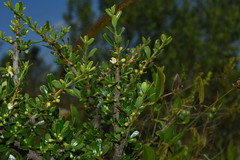 Erythroxylum microphyllum