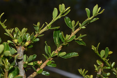 Erythroxylum microphyllum