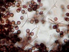 Lamproderma splendens