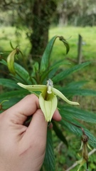 Siphocampylus lucidus