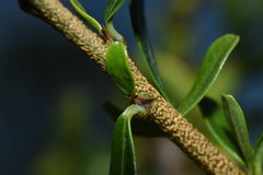 Erythroxylum microphyllum
