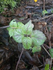 Lamium galeobdolon