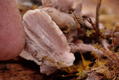 Hydnellum gracilipes