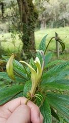 Siphocampylus lucidus