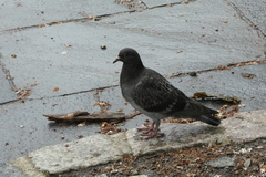 Columba livia