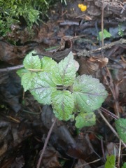 Lamium galeobdolon