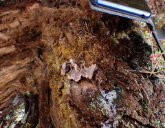 Hydnellum gracilipes