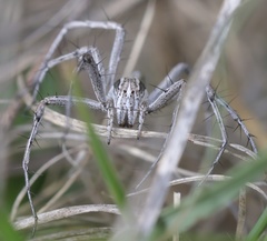 Oxyopes jacksoni