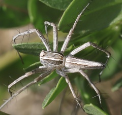 Oxyopes jacksoni