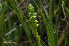 Habenaria parviflora
