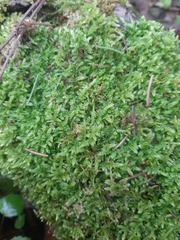 Hypnum cupressiforme