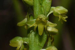 Habenaria parviflora