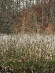 Decodon verticillatus