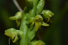 Habenaria parviflora