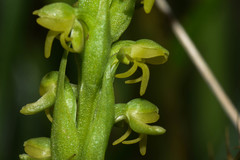 Habenaria parviflora