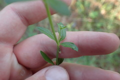 Galium texense