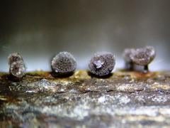 Lamproderma splendens