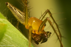 Oxyopes