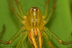 Oxyopes